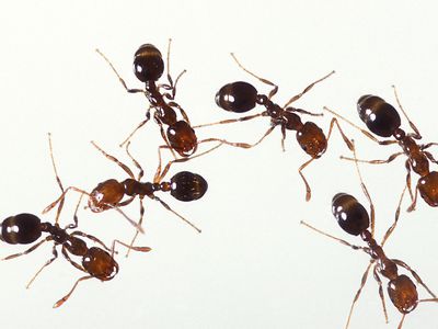 ant pest control in patna