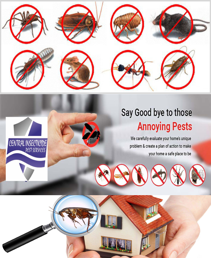 pest control in ranchi