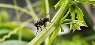 ant pest control in patna