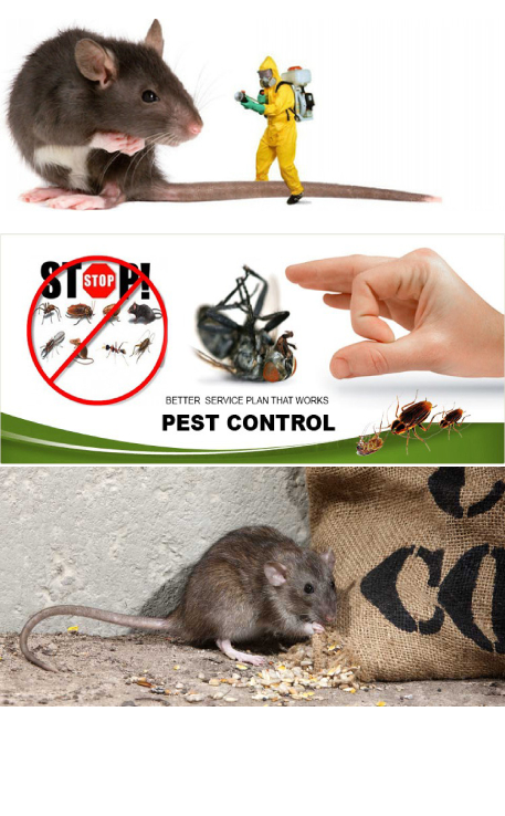 pest-control-in-ranchi