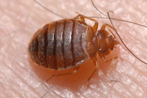 Bed Bug Pest Control Services