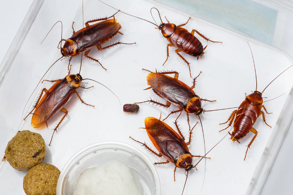 Cockroach Control Services in Patna, Bihar