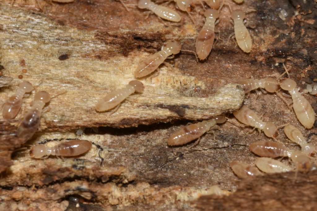 Post Construction Termite Control Services in Patna, Bihar