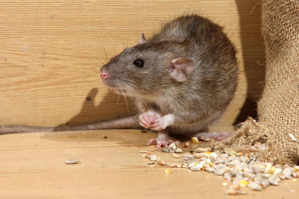 Rodent Control Services in Patna, Bihar