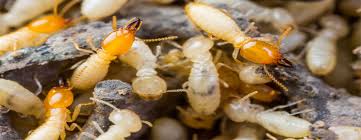 ant pest control in patna