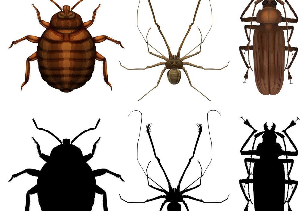 Set of many insect illustration