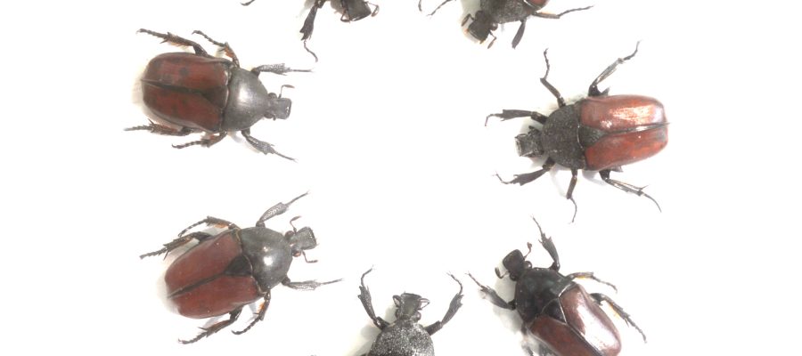 beetles-placed-circle