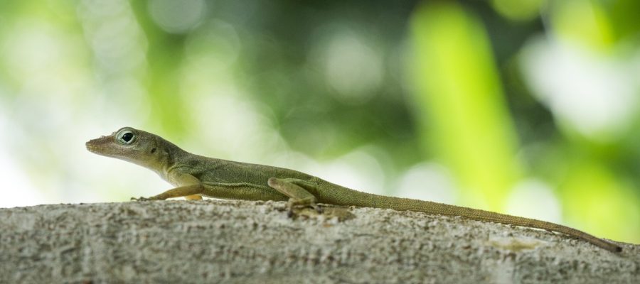 A closeup shot of a lizard on a tree branch with a blurred background