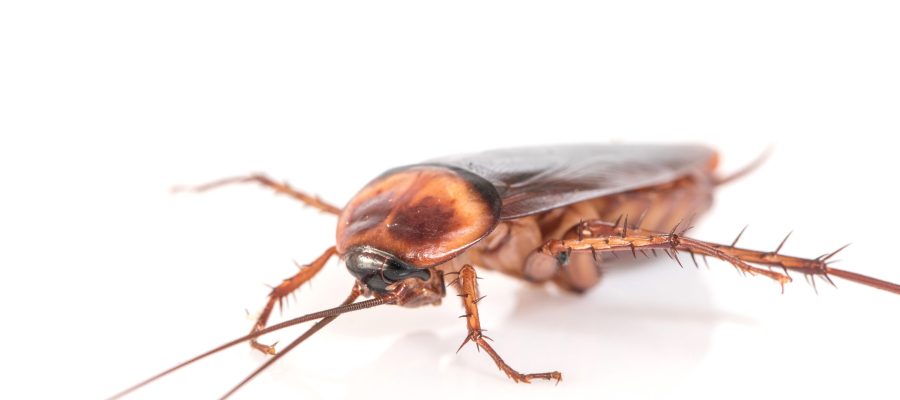 cockroach on white background